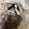 sewer-line-replacement-glendale-ca-11