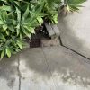 hydrojetting-and-sewer-drain-repair-in-encino-california-8