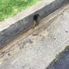 storm-drain-replacement-and-hydrojetter-service-in-sandiego-califonia-9