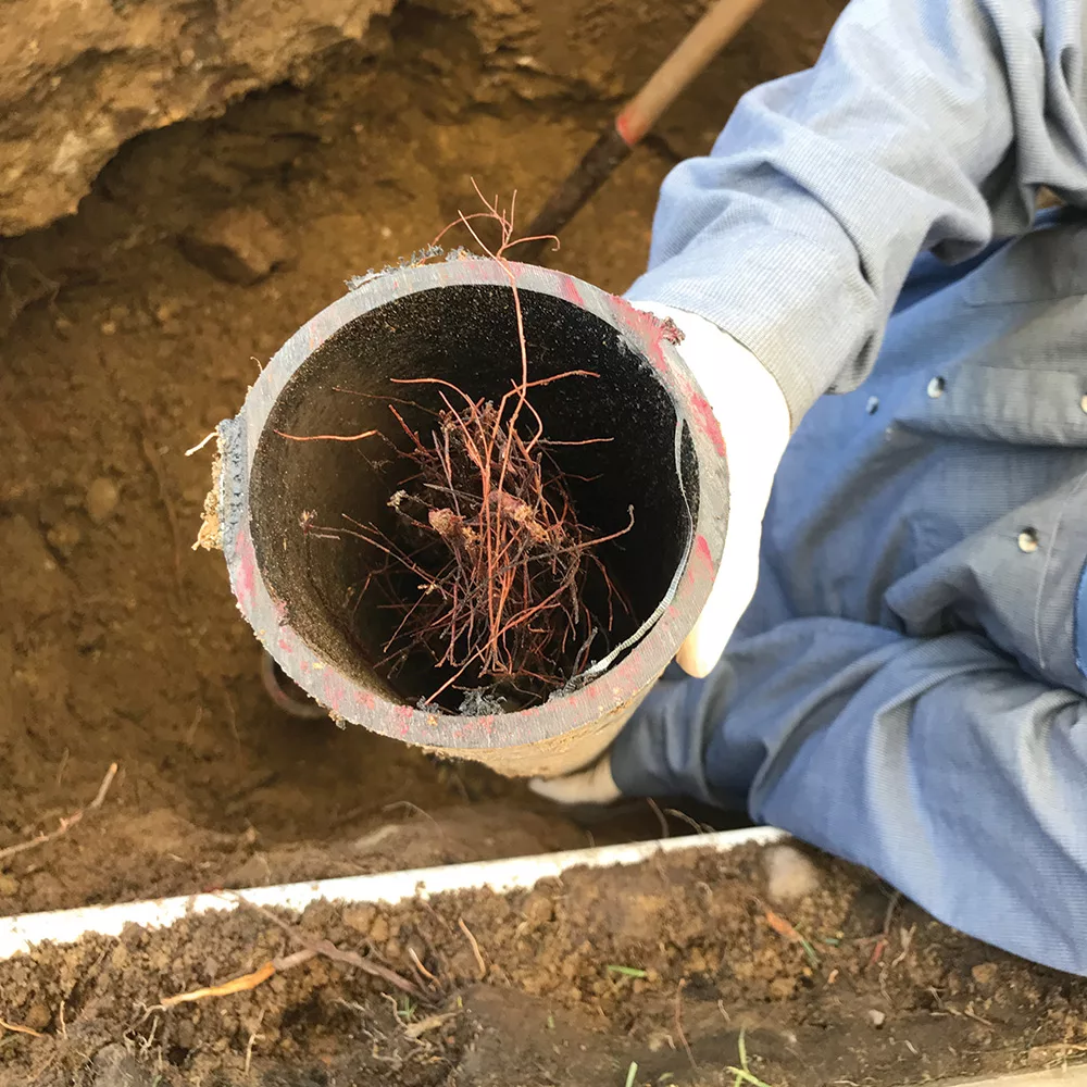 roots-2